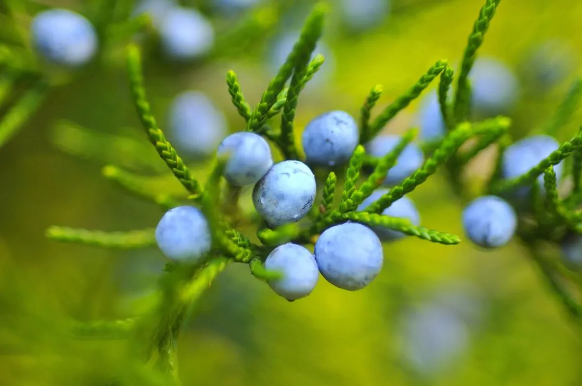 juniper berries